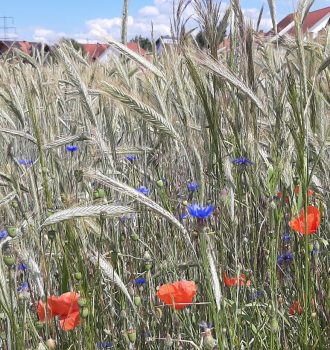 Kornblumen, Mohnblumen und Getreide