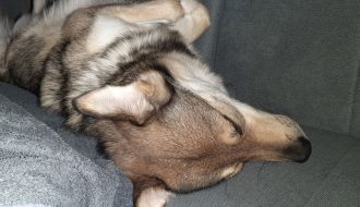 Hund liegt schlafend auf der Couch