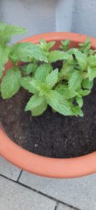 Pfefferminze in einem Terrakotta-Blumentopf