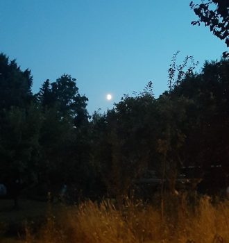 Bäume, Mond