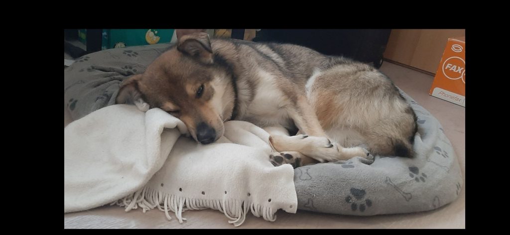 Hund liegt in seinem Körbchen und schläft